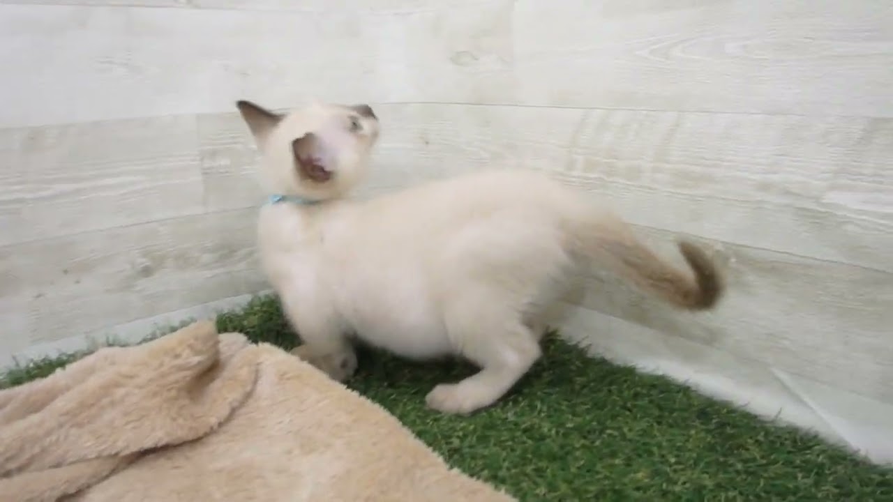 00591793 トンキニーズ