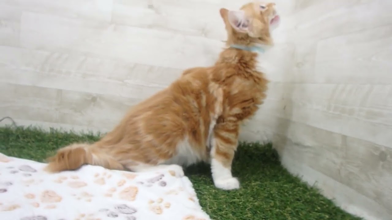 Coo&RIKU　No00626147 ノルウェージャン・フォレストキャット