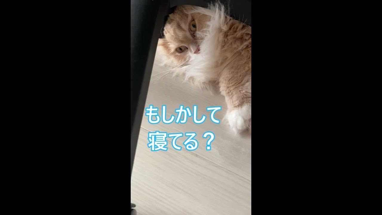 #Shorts【サイベリアン猫】目を開けながら寝る猫りりと壁紙はがされました
