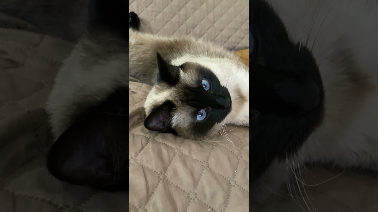 【2023.03.17】今日のシャム猫のふくさん（音無し）【たぬき猫】 #Shorts