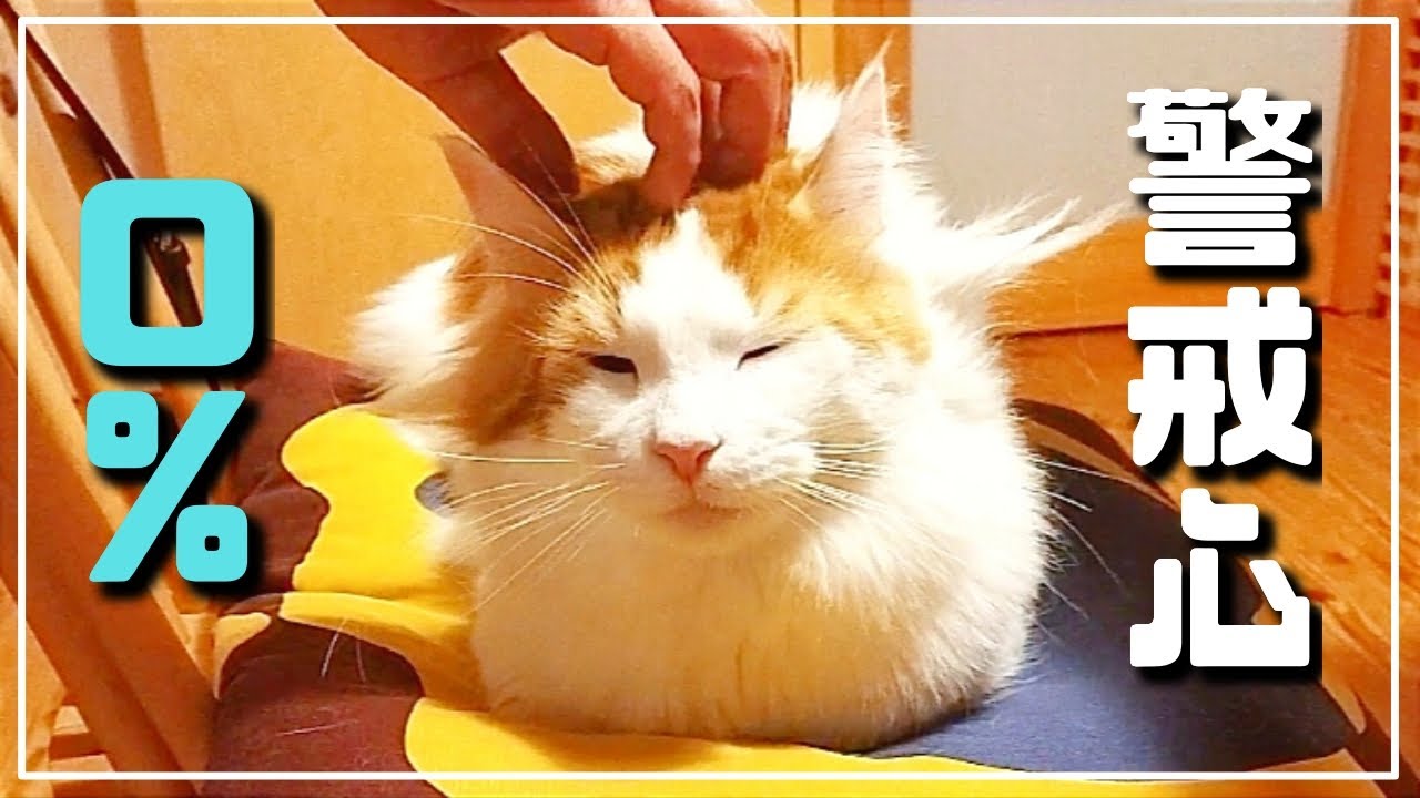寝ぼけてる大型猫をここぞとばかりに撫で回す飼い主【メインクーン】