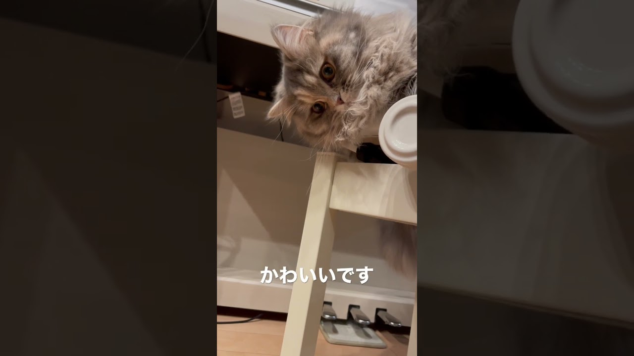 色々と気になる年頃のラガマフィンの子供　#ラガマフィン #猫のいる暮らし #子猫動画