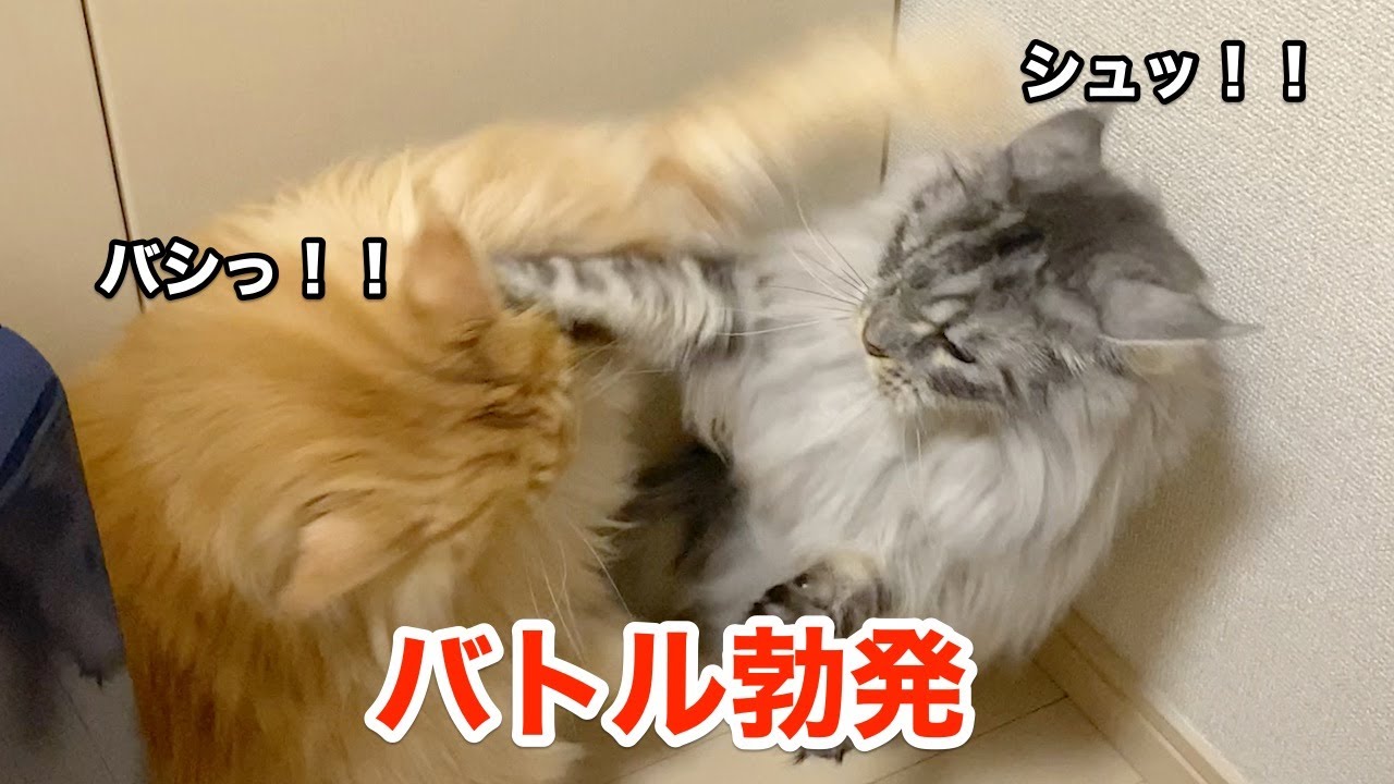 メインクーン兄妹の小競り合い4連発【大きい猫 メインクーン】