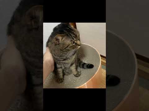 凶暴猫の乳首を触ってしまった結果...