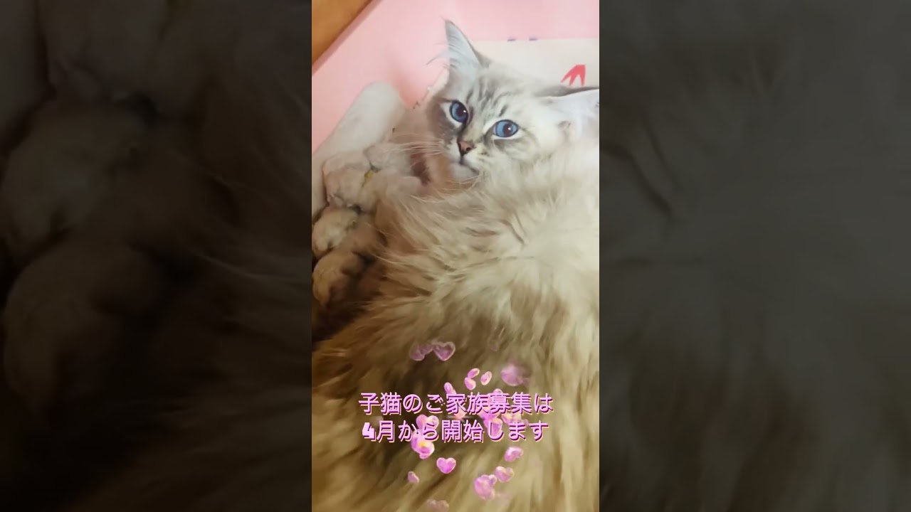 サイベリアン子猫産まれました！ママはロシア生まれのネヴァマスカレード。希少なウルトラ・ブルーアイズ💎子猫のご家族募集は4月より開始します #猫 #サイベリアン #子猫 #ネヴァマスカレード