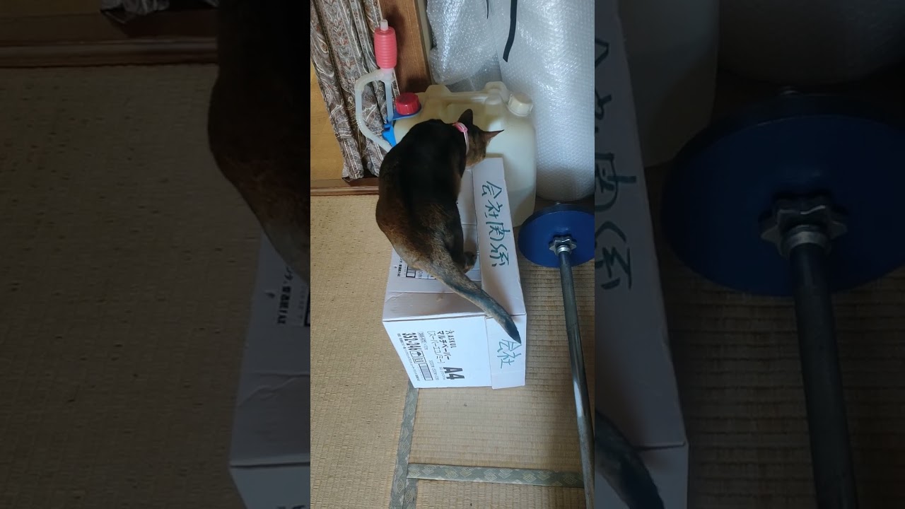 ネコ動画あび#922　#shorts　あびの毎日　アビシニアン　あびブログ