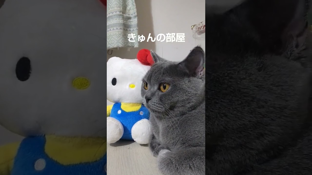 友達と#ブリティッシュショートヘア#猫#shorts #キティー#KITTY#friends