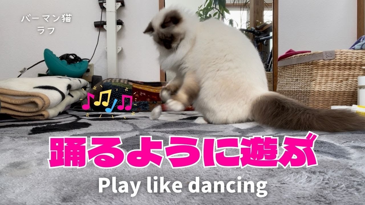 バーマン猫ラフ【踊るように遊ぶ】Play like dancing（バーマン猫）Birman/Cat