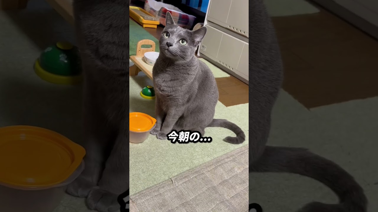 【ロシアンブルー】昨夜から今朝のめろんです😊【猫】#shorts