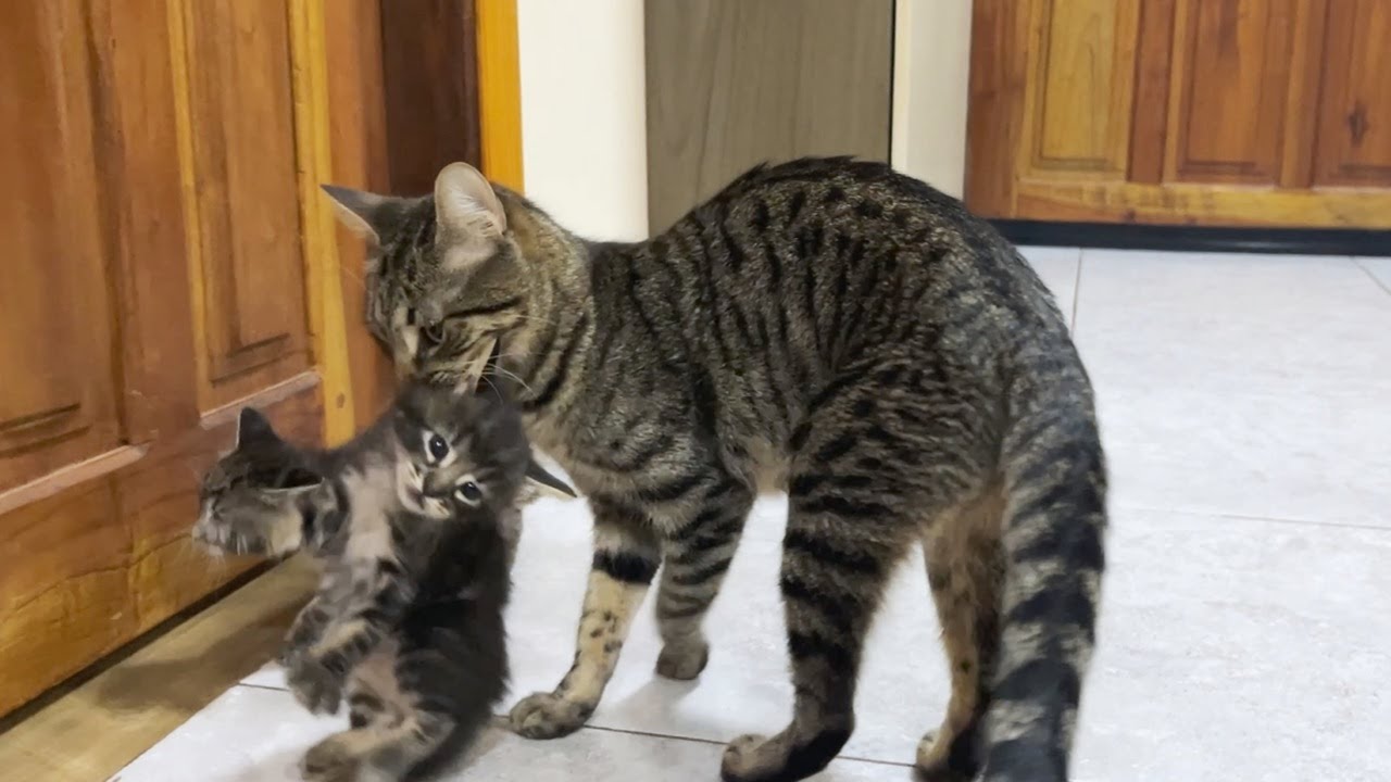 ちらかってしまった子猫をいろんな手段で回収する母猫…