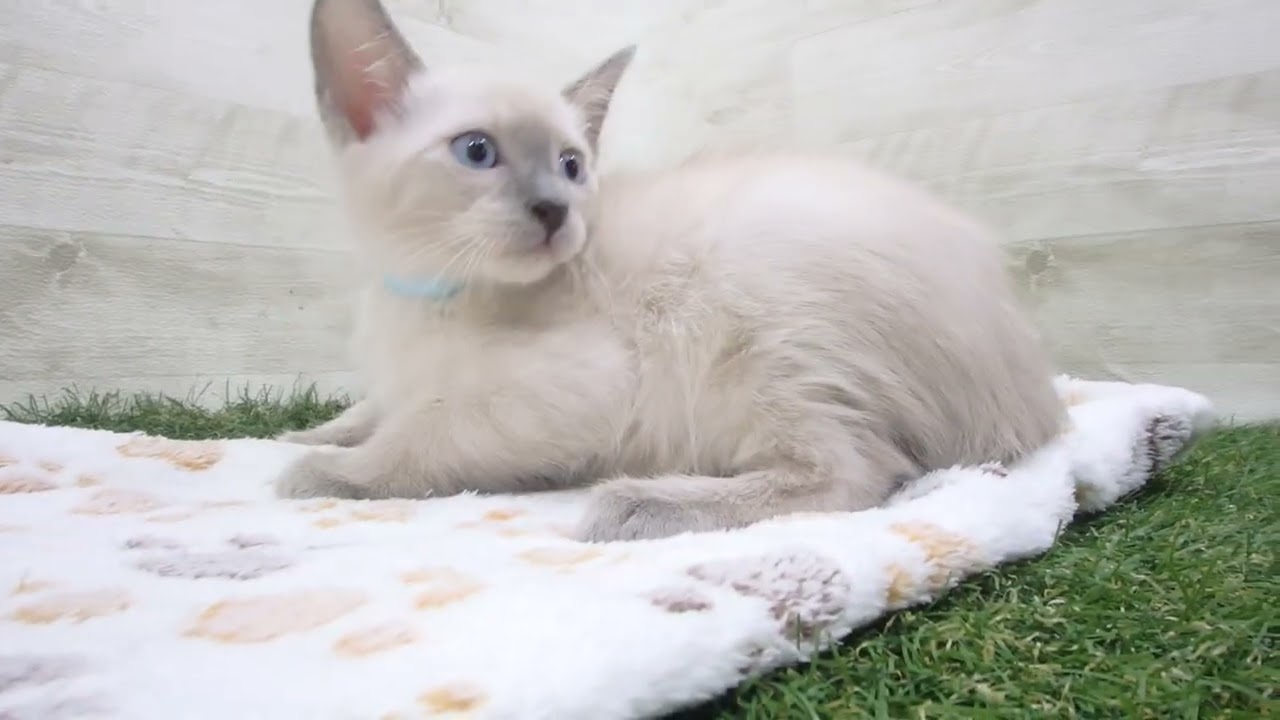 ペットショップcoo&riku No.00625651 トンキニーズ