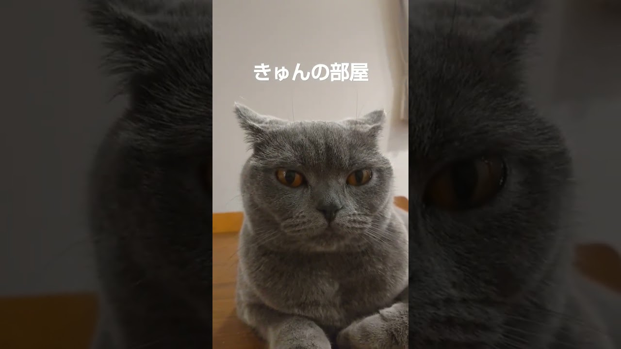 無な猫#ブリティッシュショートヘア #shorts #猫 #ねこ#cat#無
