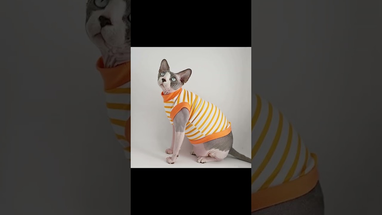 T-Shirt For Kitten, Small Dog Or Sphynx Hairless Cat - Cat Vest - Pet Clothes