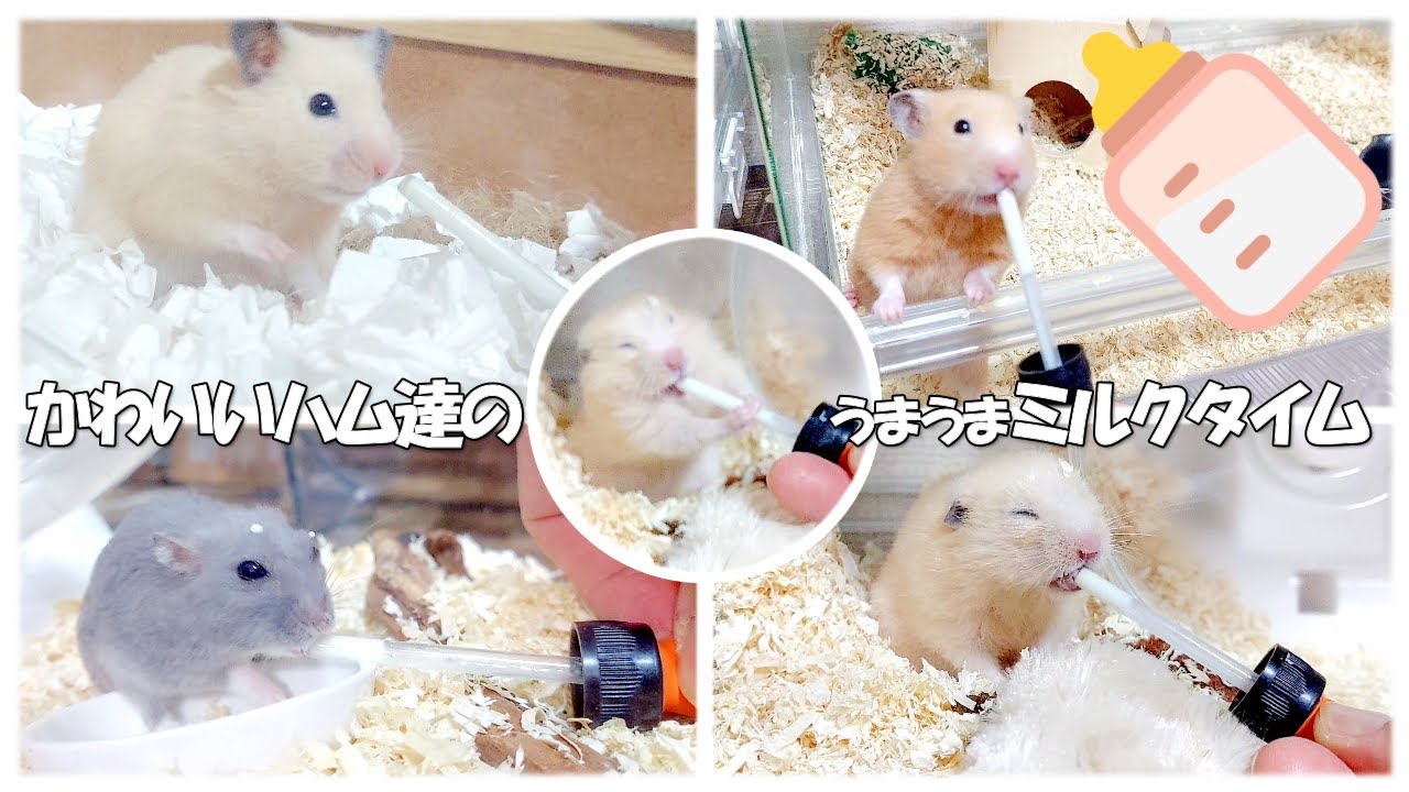 かわいいハム達のうまうまミルクタイム【キンクマ&ロシアンブルー】
