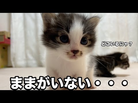 母猫を探すのに必死な子猫がかわいすぎましたw
