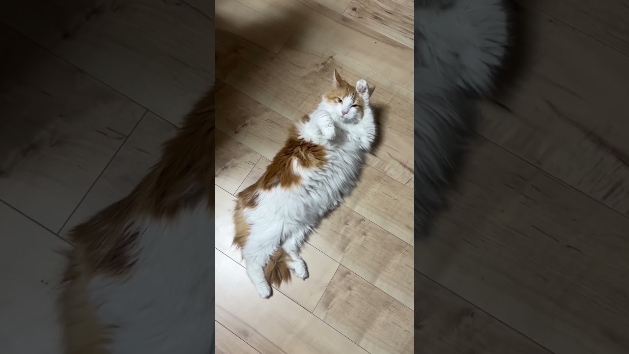 ゴロゴロする猫#shorts 【マリー（メインクーン）】