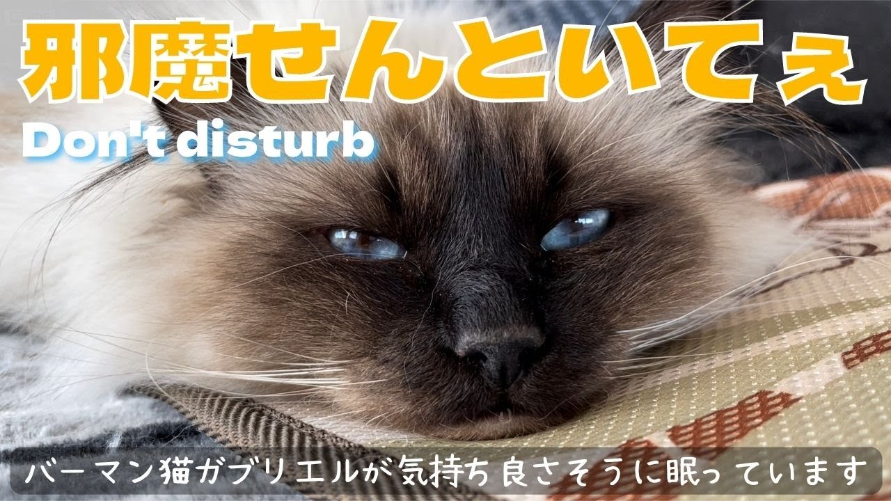 タラ〜っと寝ているバーマン猫ガブリエル【邪魔せんといてぇ】Don’t disturb（バーマン猫）Birman/Cat