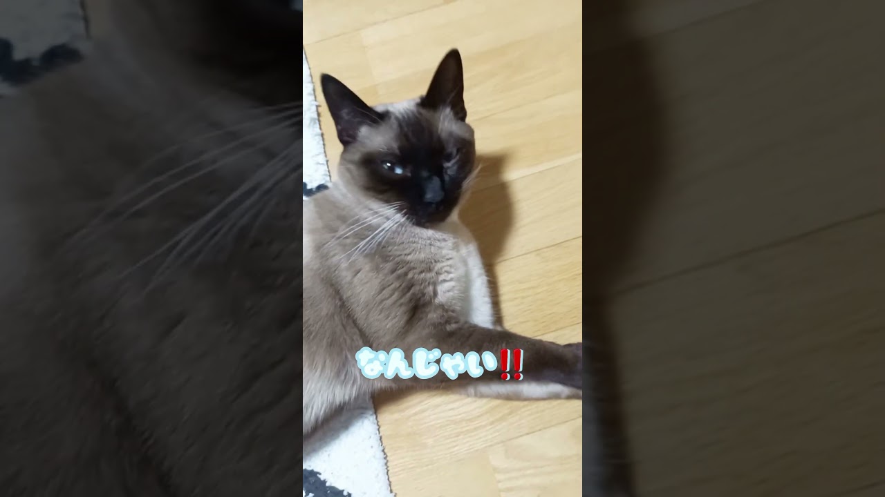【猫】ストーブの前は俺のもの🐱 #猫 #シャム猫ミックス #shorts