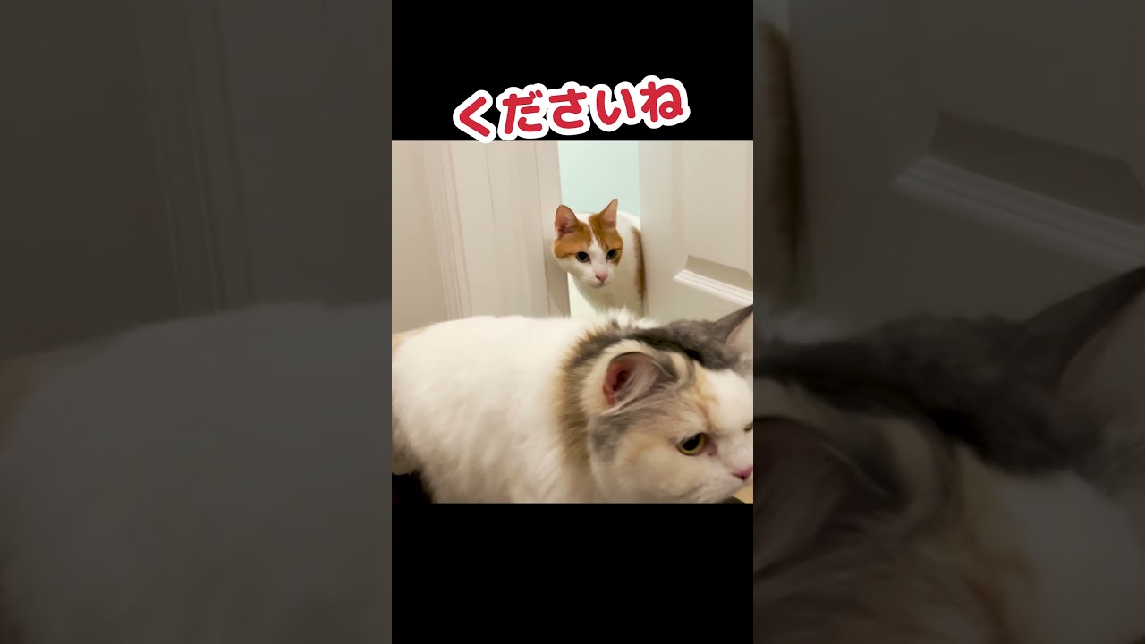 初めて新居に足を踏み入れました…#Shorts