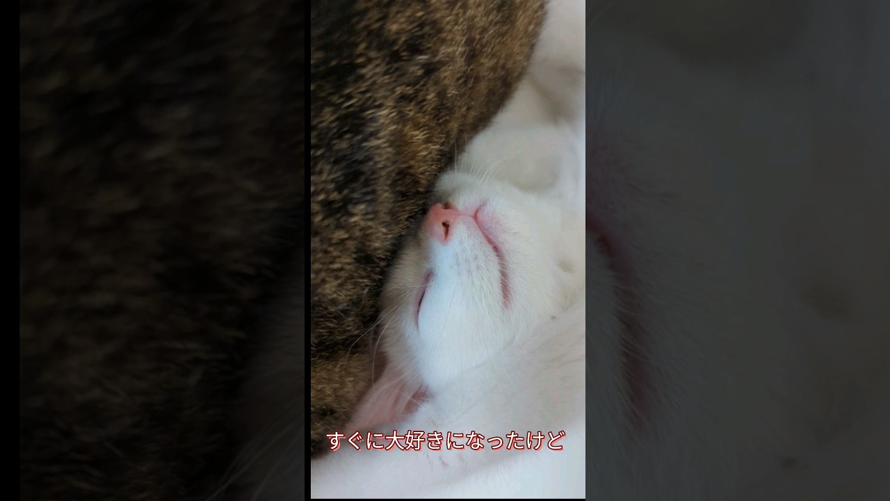 子猫と先住猫の関係がゆっくり少しだけ良くなった！ #子猫　#shorts