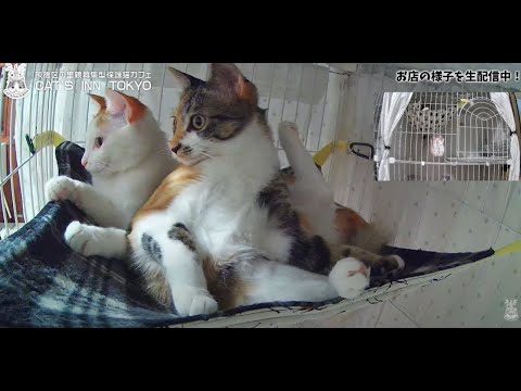 【Cat Cafe Live】夜の保護猫カフェ🐈のんびり配信☆彡【Rescuecat's routines after hours】