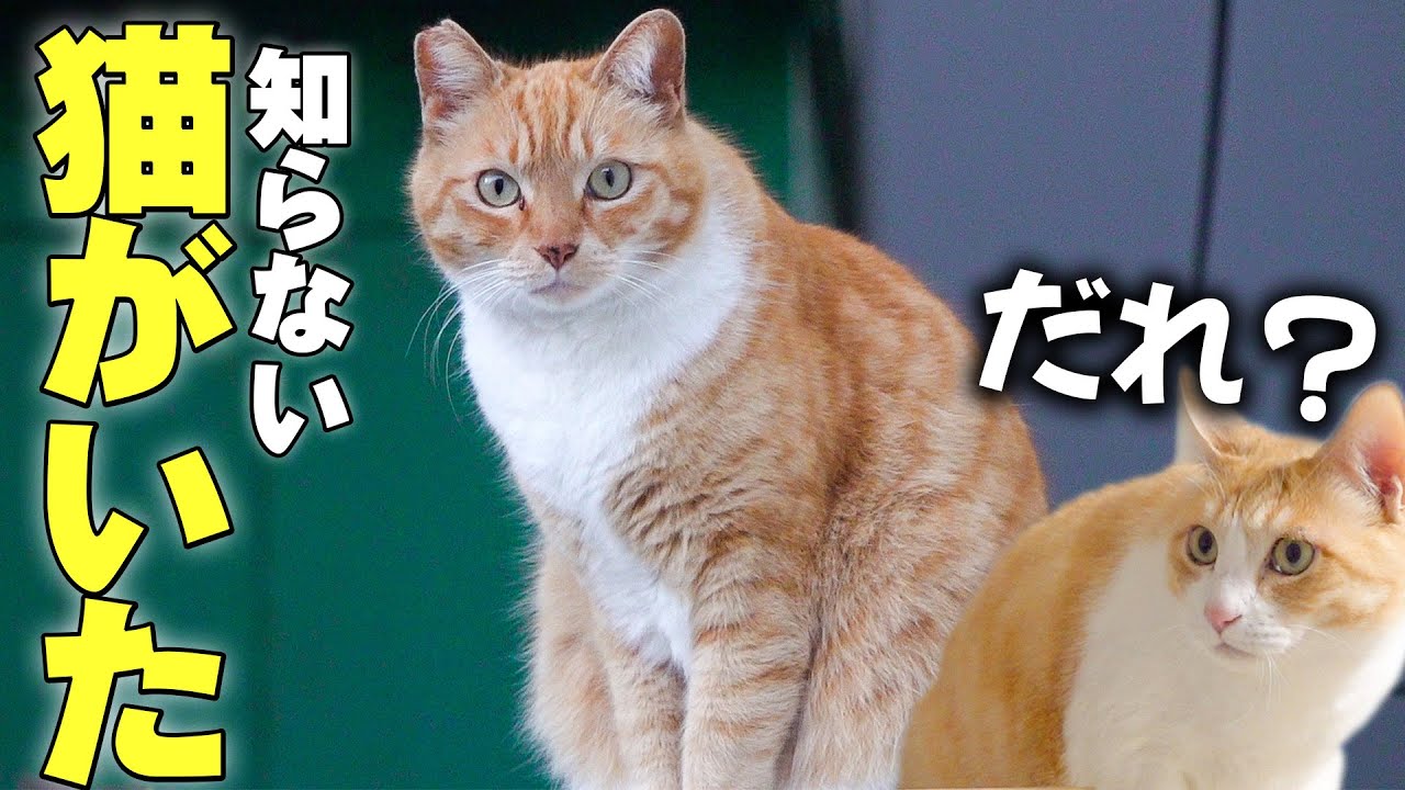 我が家の敷地に知らない猫が居着いている件について