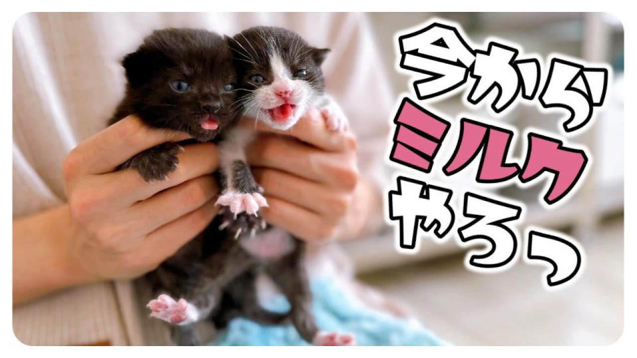 【子猫のミルク】ミルボラといえば子猫。子猫といえばミルク【保護猫生活3日目】