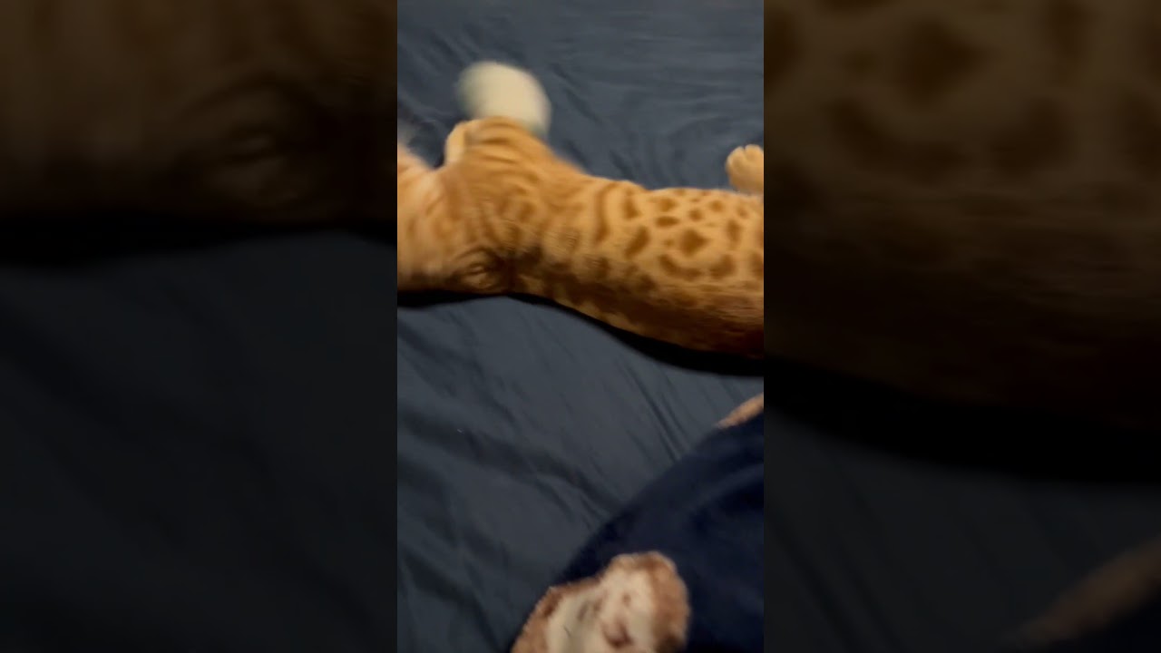 ネズミとコモが心配です🐈 #キンカロー #cat #猫 #kitten #子猫 #cute #猫のいる暮らし #cutecat #catlover #animal