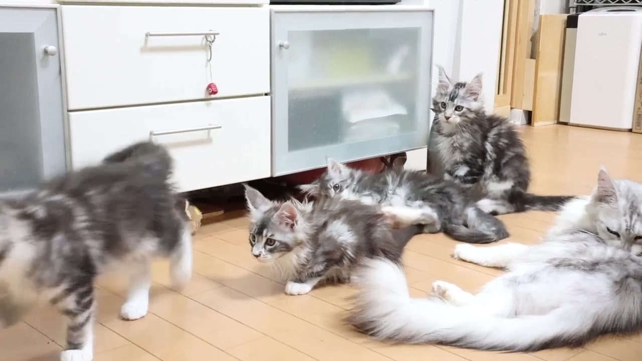 賑やかなメインクーンの子猫たち