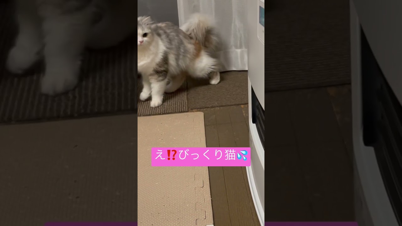 ストーブの開閉にびっくりする、びっくり猫🐈 #子猫 #スコティッシュフォールド #kitten #cat