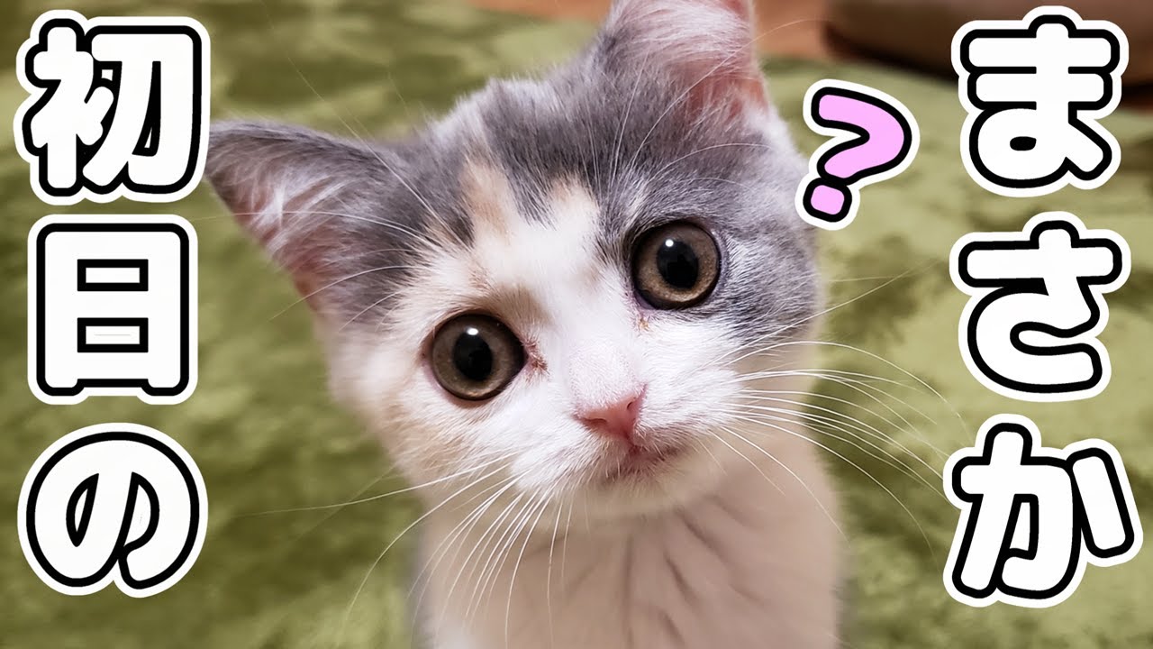 子猫かわいい～♪鳴き声って最高!生後2ヶ月で初めて家に来た様子こんなことに…