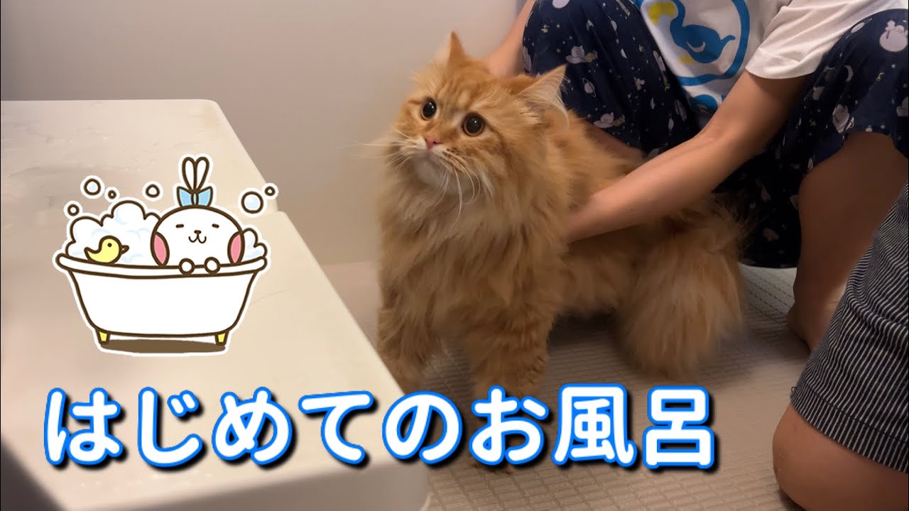 【サイベリアン】長毛猫、初めてのお風呂は大変でした