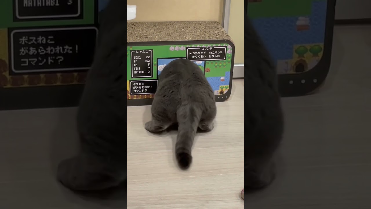 大(大吉)の大冒険⚔#ねこ #ブリティッシュショートヘア