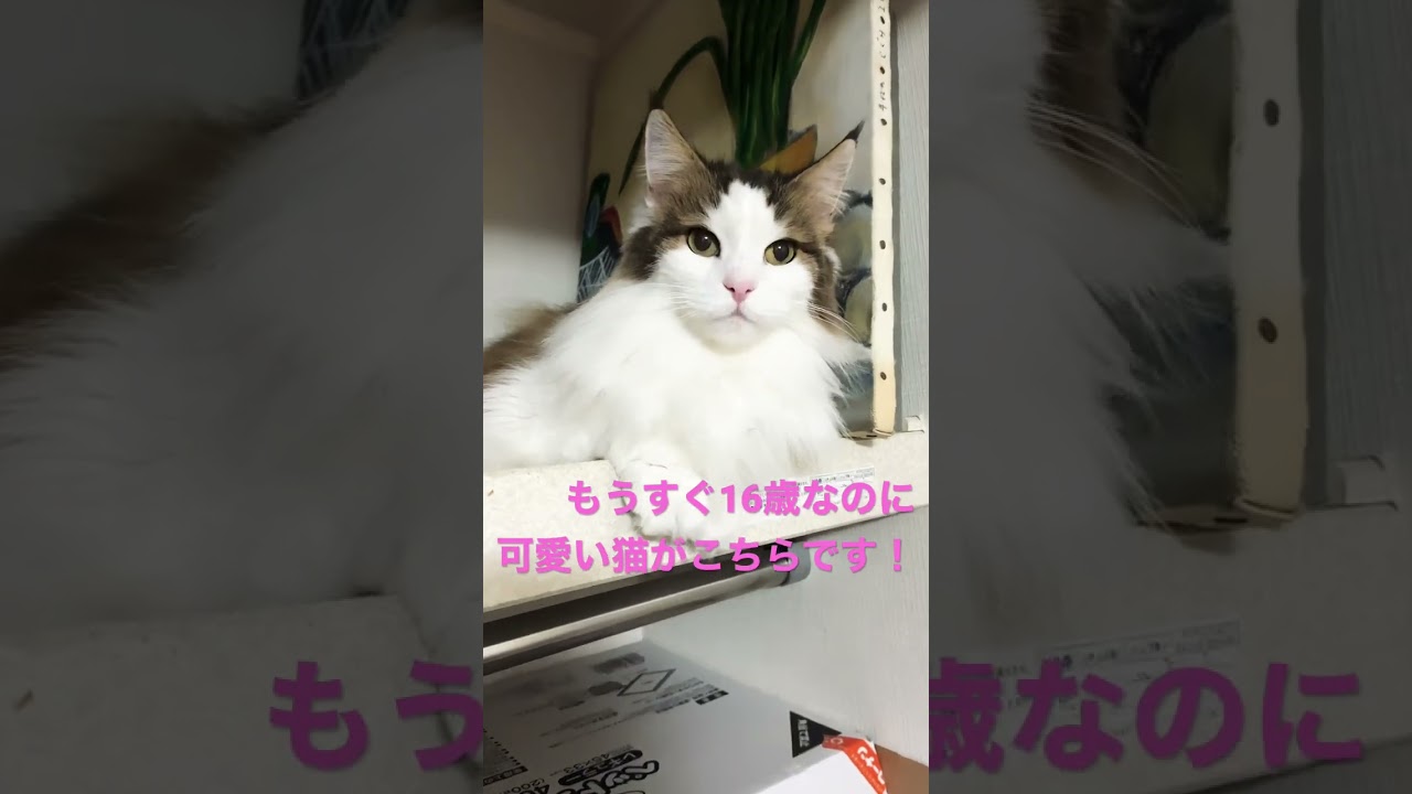 #shorts #shortsvideo #猫動画 #ノルウェージャンフォレストキャット #cats #cat #猫 #大型猫 #猫との暮らし #かわいい