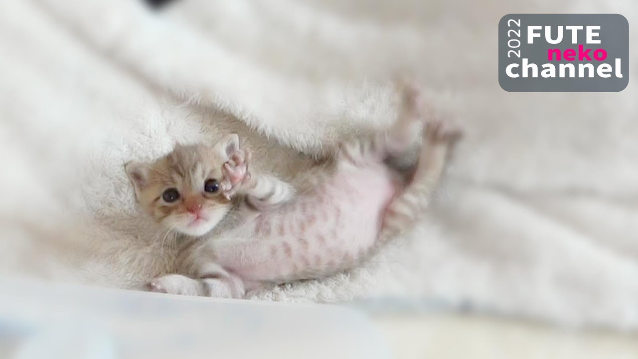 仔猫がまさかの行動に出てしまいました【保護子猫】