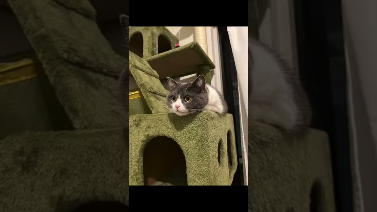 #shorts まるちゃんの静止画コーナー🐯✨❤️‍🔥ﾆｬﾝ#猫 #ブリティッシュショートヘアー#現場猫 #ハチワレ #welcomecat #cat #britishshorthair #静止画