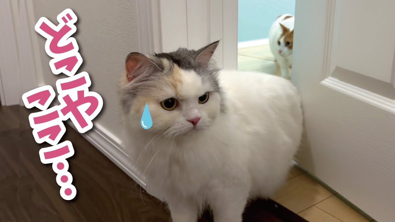 【初公開】初めて新居をドキドキで探検する猫たち【関西弁でしゃべる猫】