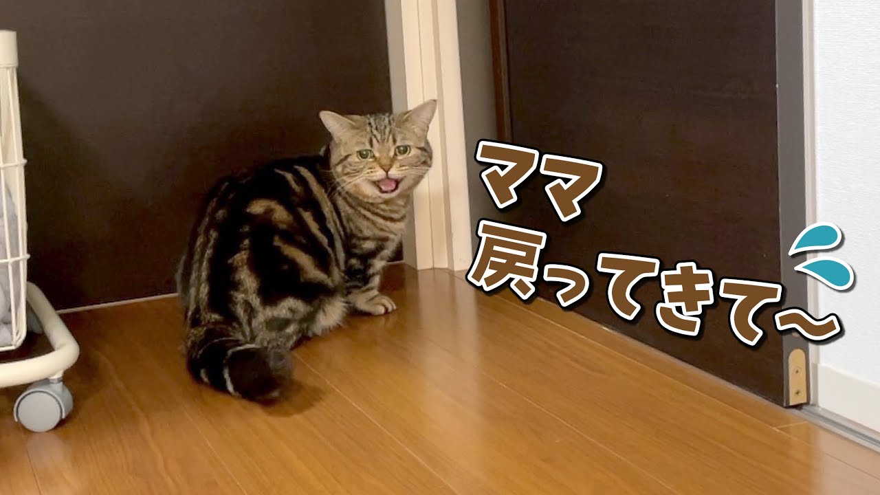 飼い主が少し見えなくなるだけで泣いちゃう寂しがりやの猫！