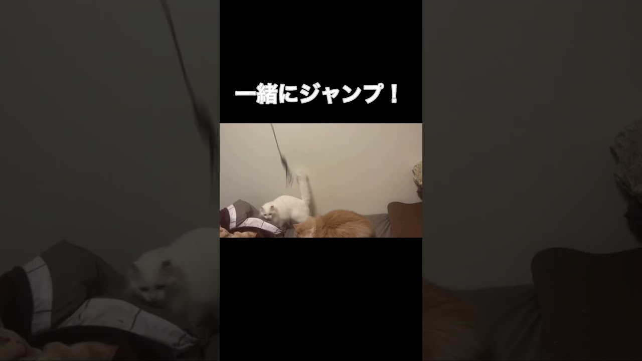 猫たちの息のあったジャンプ#short #shorts#アメリカンカール  #ノルウェージャン#かわいい#癒し#おもちゃ