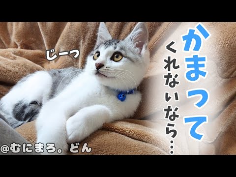 作業中の飼い主にかまってほしくて仕方ない子猫が、ついにこんなアピールをしてきちゃいました…。