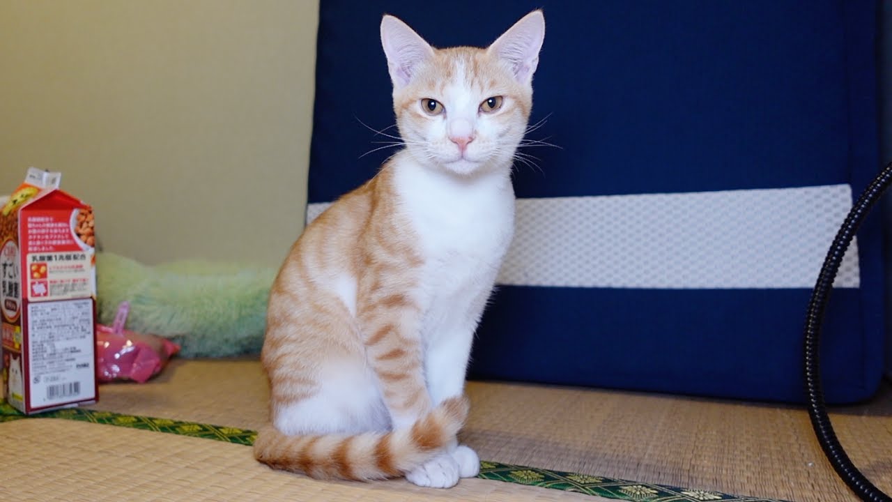 イタズラが見つかりばーばから追いだされた子猫の反応…笑