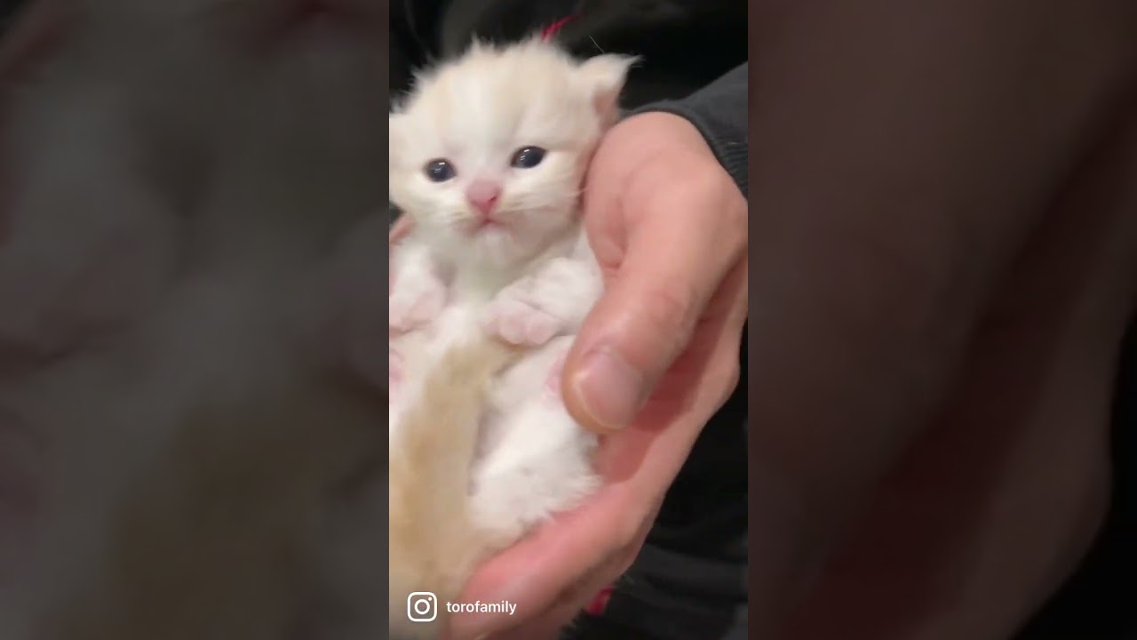 【今日もふ】短足マンチカン子猫♡DAY21♡