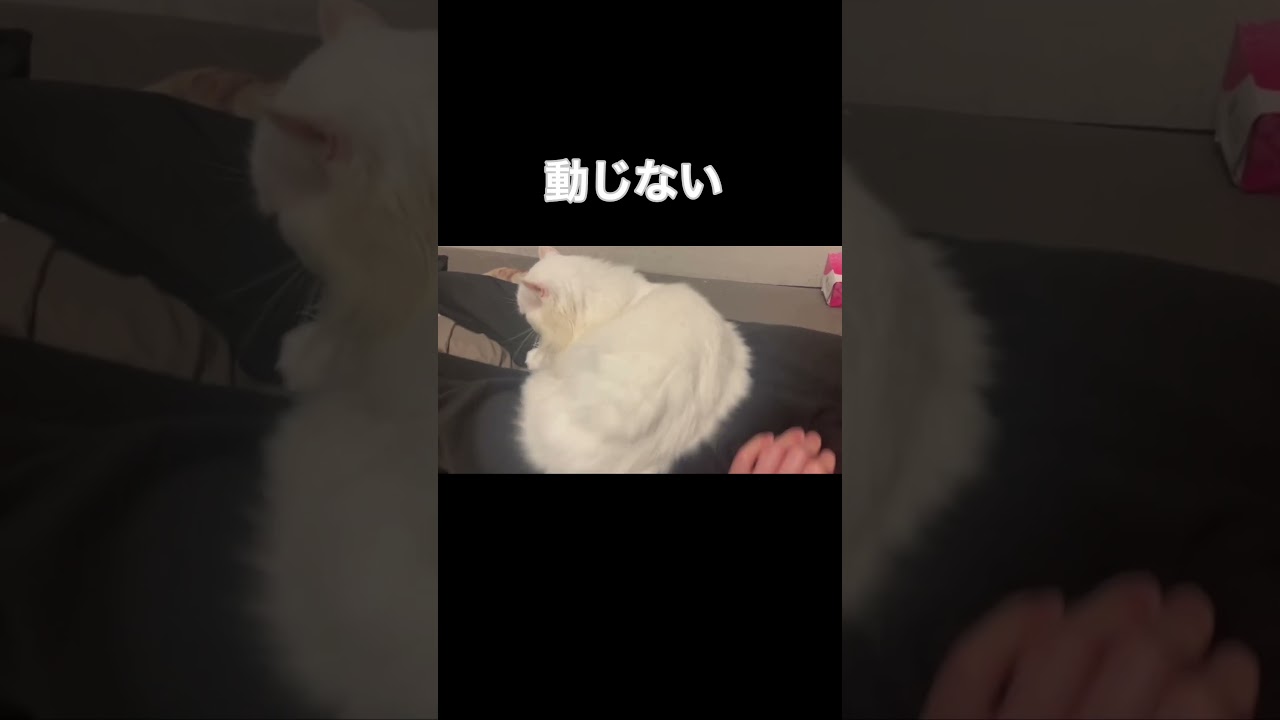 動じない猫#short #shorts #アメリカンカール #猫