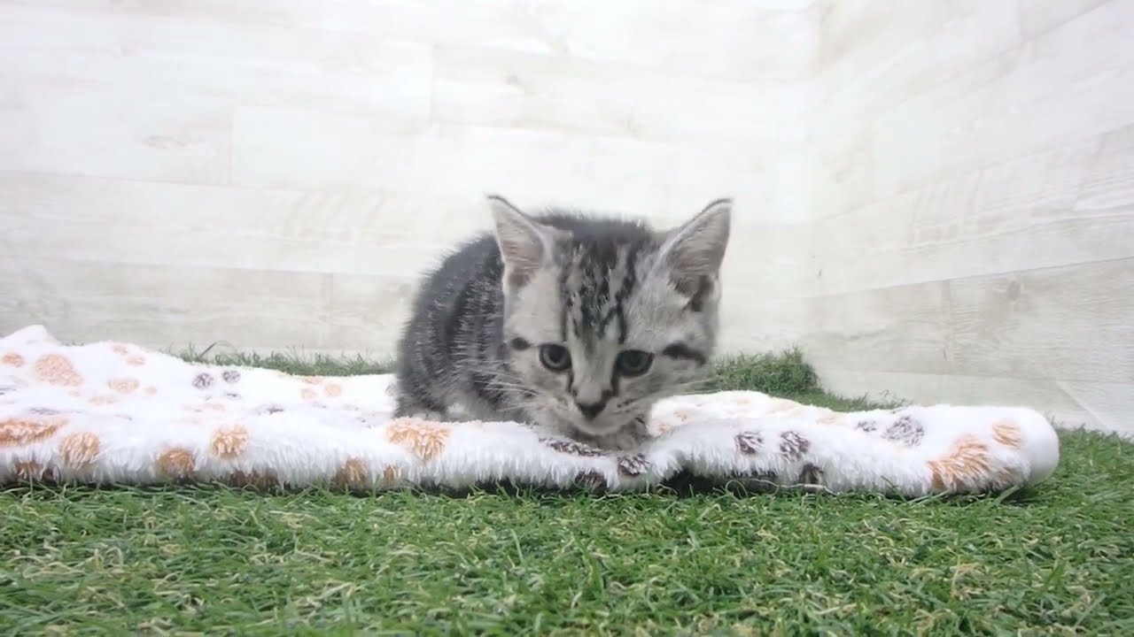 ペットショップcoo&riku No.00625488 アメリカンショートヘアー