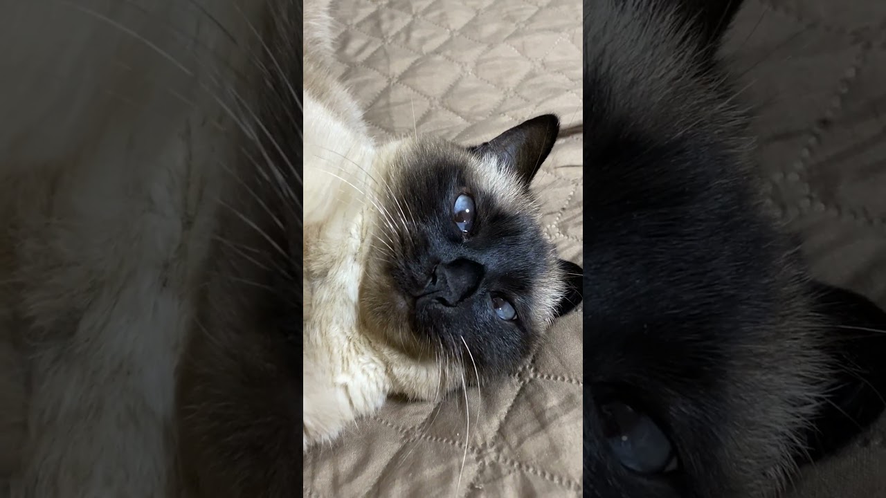 【2023.04.02】今日のシャム猫のふくさん（音無し）【たぬき猫】 #Shorts