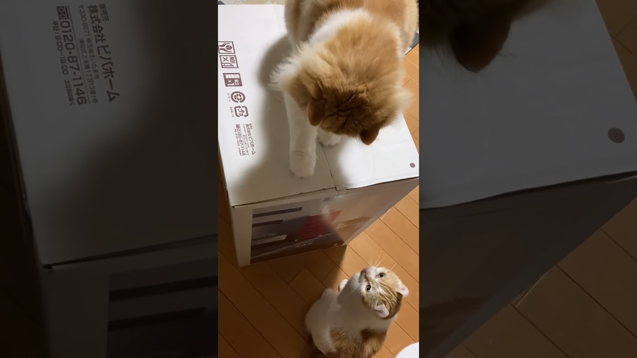 太っちょ猫に箱(笑) #shorts  #猫 #アメリカンカール #cat