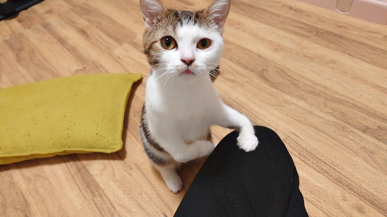 両足奇形の子猫が飼い主に伝えたかったことが可愛すぎました