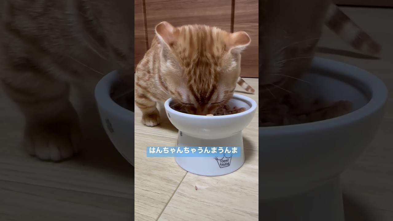 ただ食べるだけの　#ASMR #キンカロー #cat #猫 #kitten #子猫 #cutecat #猫のいる暮らし #catlover #animal #cute