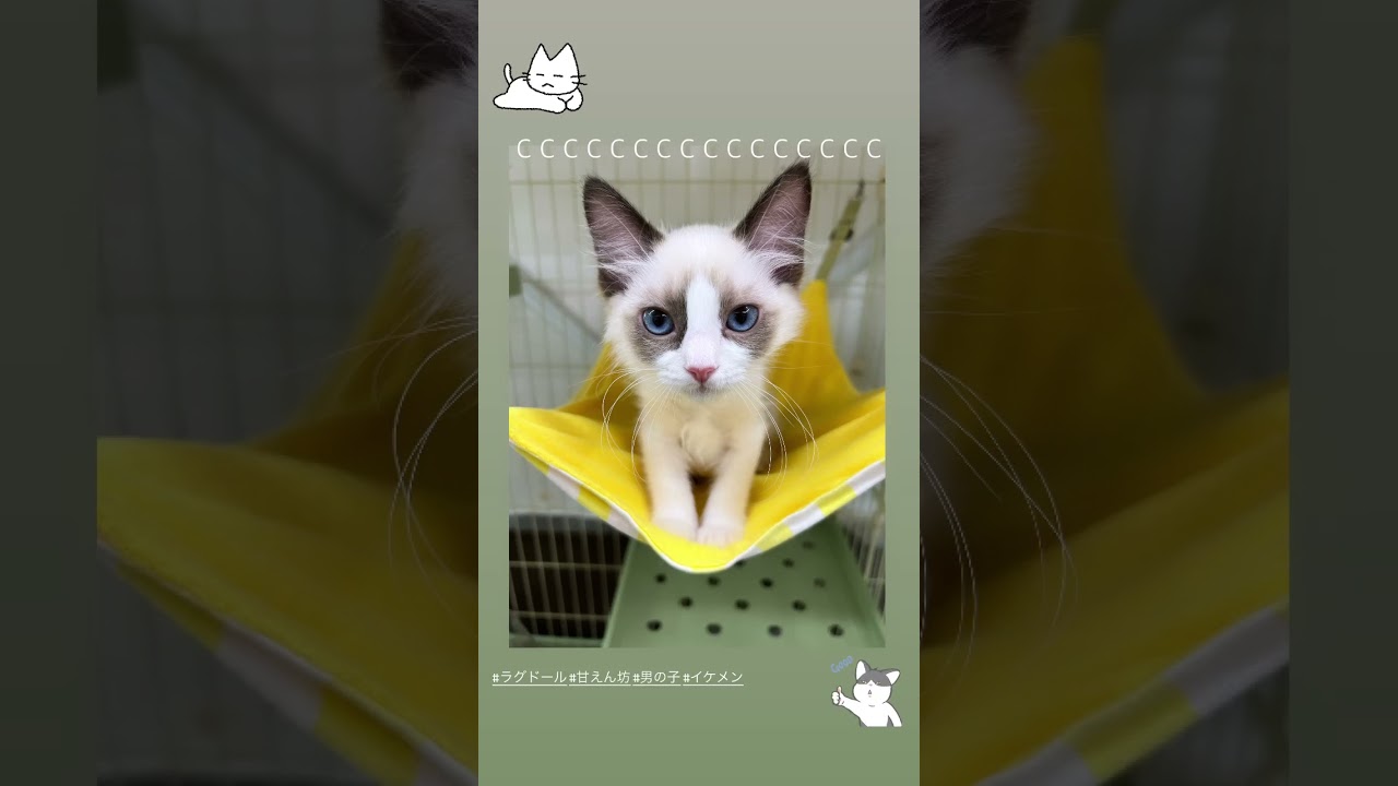 ラグドール ☆綺麗なお顔のイケメン♪甘えん坊のちびっこラグドール君☆