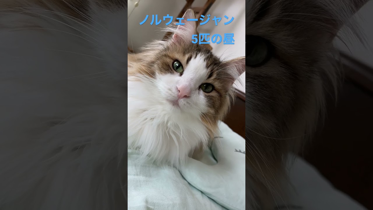 ノルウェージャン5匹との生活#shortsvideo #shorts #ノルウェージャンフォレストキャット #cats #cat #猫 #かわいい かわいい#可愛い猫 #猫動画